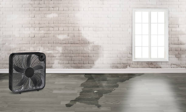 Best Water damage restoration near me  in Olive Hill, KY