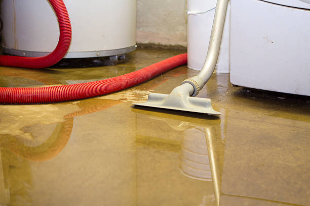 Best Mold removal after water damage  in Olive Hill, KY